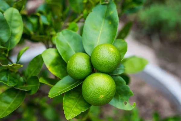 Bahçede yeşil limon ağacı ekşi (limon). Tayland.