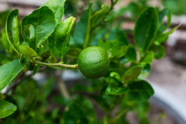 Bahçede yeşil limon ağacı ekşi (limon). Tayland.