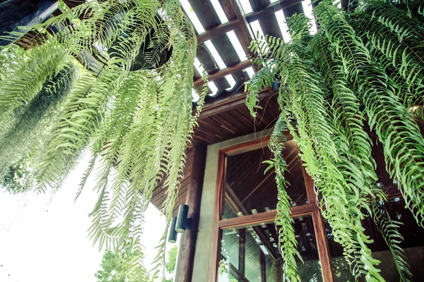 Boston Fern is a very popular house plant,often grown in hanging baskets or similar conditions. — Stock Photo, Image