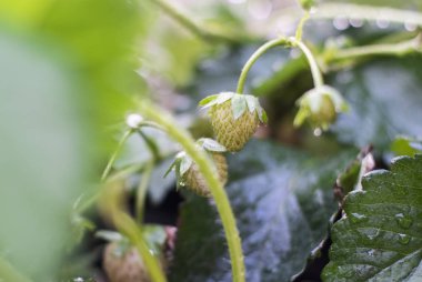 Tuğla yolu bahçede yakınındaki dalı ile yabani çilek bırakır