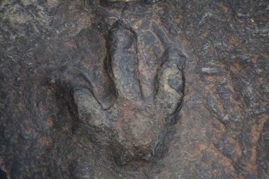 dinosaur footprints in thailand. clipart