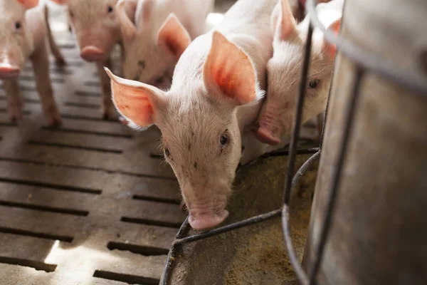 Small pigs in the farm, indoor farm in Thailand.