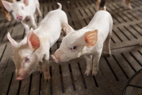 Küçük domuz çiftliğinde, Tayland kapalı çiftlik. 