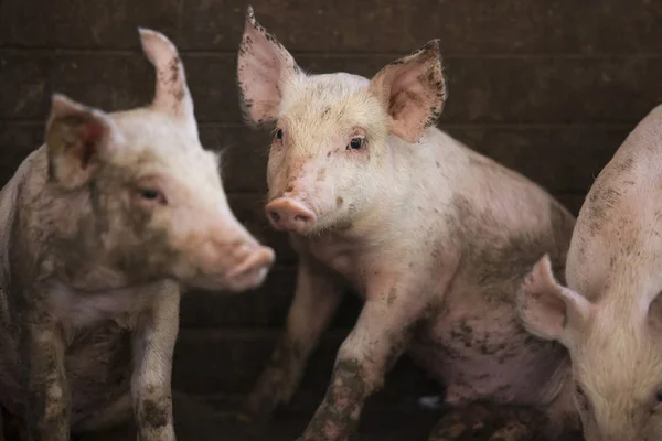 Küçük domuz çiftliğinde, Tayland kapalı çiftlik. 