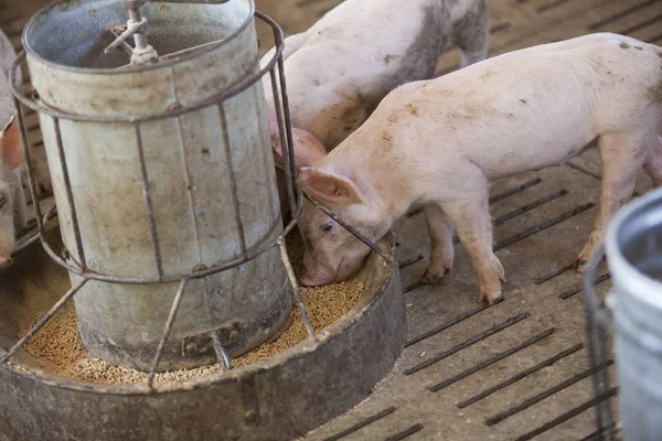 Small pigs in the farm, indoor farm in Thailand. — Stock Photo, Image