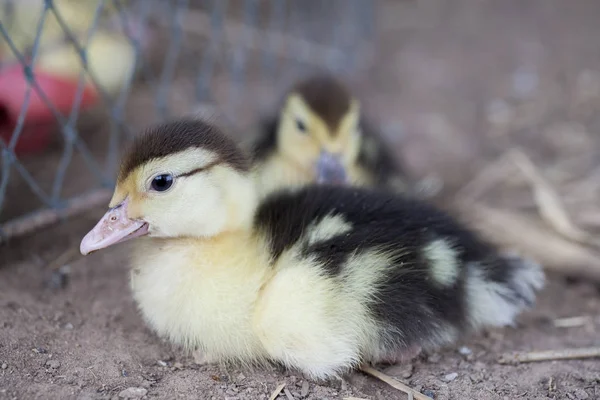 duck in the nature farm