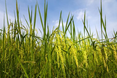 Pirinç ani artış Tayland pirinç alan.