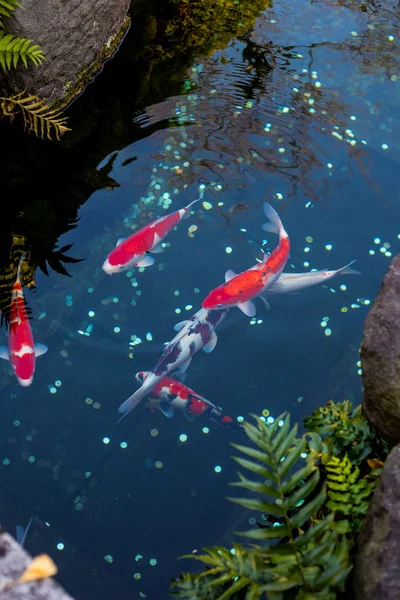 Peixe Carpas Extravagantes Estão Nadando Água Peixe Koi Colorido — Fotografia de Stock