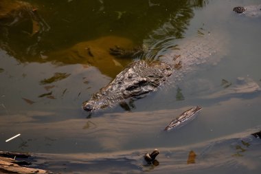 Timsahlar güneşin tadını çıkarırlar. Gölette timsahlar, Tayland 'da Çiftlik