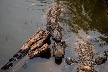 Timsahlar güneşin tadını çıkarırlar. Gölette timsahlar, Tayland 'da Çiftlik