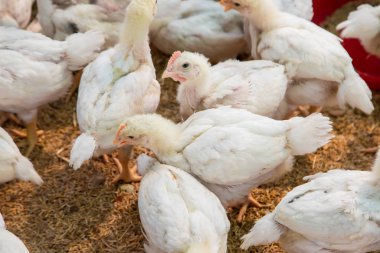 Çiftlikte tavuk, Tayland küçük çiftliği.