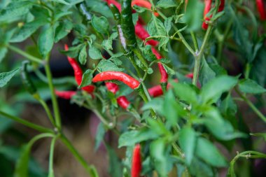 Bahçedeki organik biberin yakın plan görüntüsü, Tayland Çiftliği..