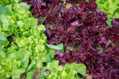 Tay Organik yeşil marul sebze bitki Bahçe çiftlikte ag için