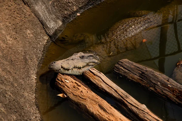 Crocodiles bask in the sun. Crocodiles in the pond, Farm in Thai — Stock Photo, Image