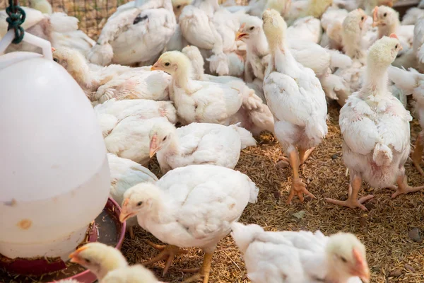 Çiftlikte tavuk, Tayland küçük çiftliği.