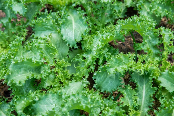 Thai Organic lechuga verde planta vegetal en la granja de jardín para ag —  Fotos de Stock