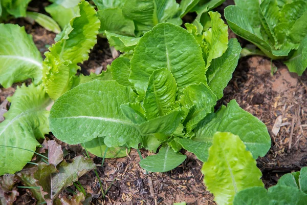 Thai Organic lechuga verde planta vegetal en la granja de jardín para ag —  Fotos de Stock