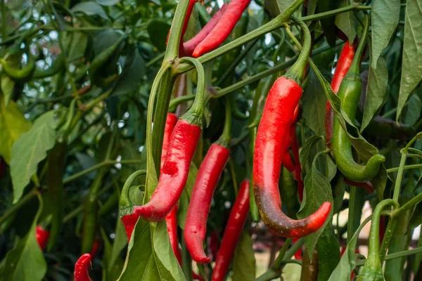 Tayland 'daki Tayland bahçesinde kırmızı biber ağacı..