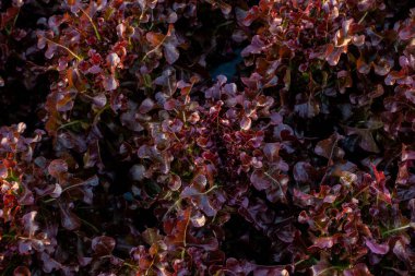 Tarım konsepti için Bahçe çiftliğinde Tay Organik yeşil marul sebze bitki.