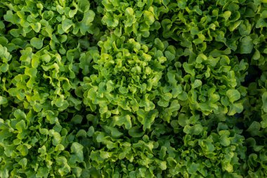 Tarım konsepti için Bahçe çiftliğinde Tay Organik yeşil marul sebze bitki.