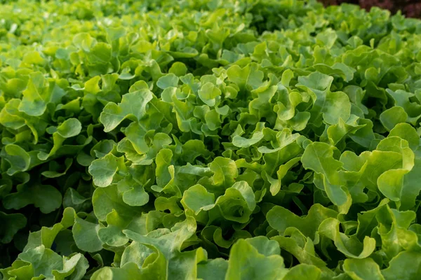 Laitue Verte Biologique Thaïlandaise Usine Légumes Dans Ferme Jardin Pour — Photo