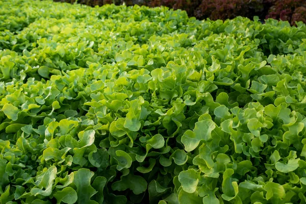 Laitue Verte Biologique Thaïlandaise Usine Légumes Dans Ferme Jardin Pour — Photo