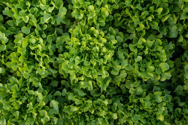 Tarım konsepti için Bahçe çiftliğinde Tay Organik yeşil marul sebze bitki.