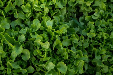 Tarım konsepti için Bahçe çiftliğinde Tay Organik yeşil marul sebze bitki.