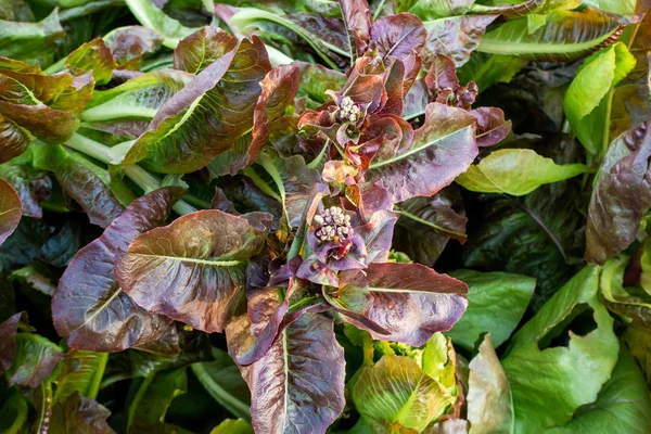 Thai Organic Green Lettuce Vegetable Plant Garden Farm Agriculture Concept — Stock Photo, Image