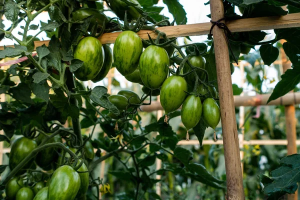 Стиглі червоні і зелені помідори на томатному дереві в тайському саду . — стокове фото