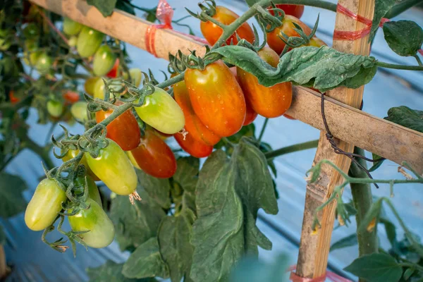 Ripe red and green tomatoes on tomato tree in the thai garden. — Stock Photo, Image