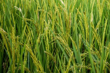 Pirinç ani artış Tayland pirinç alan.