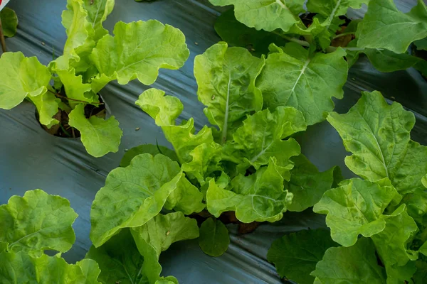 Frischer Gemüsesalat im Biobauernhof, Thailand. — Stockfoto