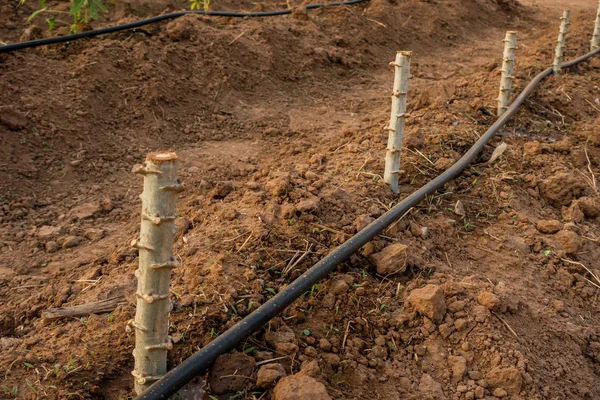 Big Cassava on the floor, Thai Farm. — Stock Photo, Image