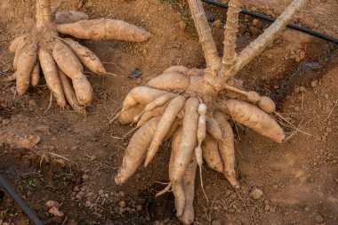 Yerde büyük bir Cassava, Tayland Çiftliği.