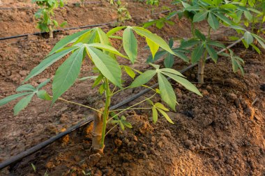 Yerde büyük bir Cassava, Tayland Çiftliği.