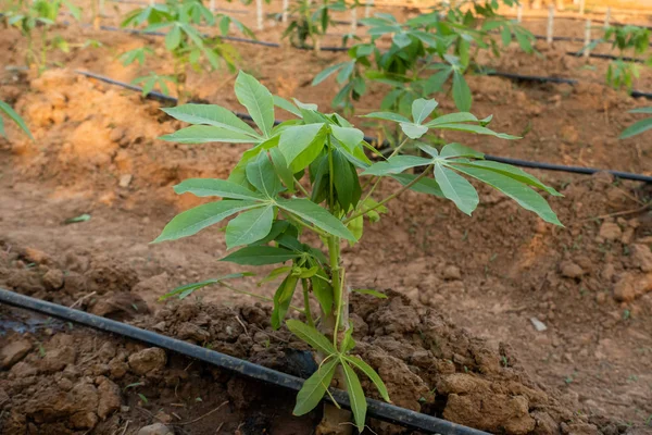 Yerde büyük bir Cassava, Tayland Çiftliği.