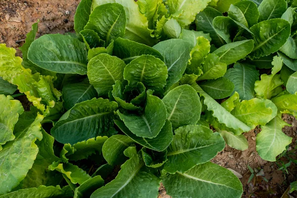 Thai Organic green lettuce vegetable plant in Garden farm for ag