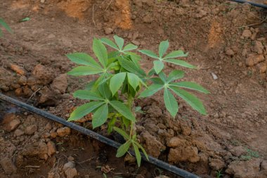 Yerde büyük bir Cassava, Tayland Çiftliği.