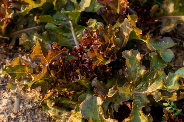 Thai Organic Green sałata roślinna roślinna w gospodarstwie ogrodowym dla AG — Zdjęcie stockowe