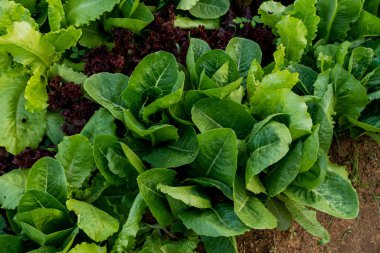 Tay Organik yeşil marul sebze bitki Bahçe çiftlikte ag için