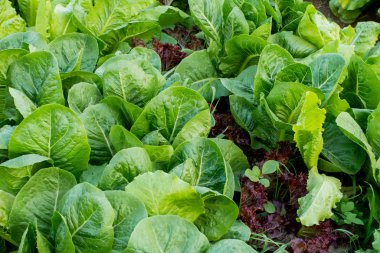 Tay Organik yeşil marul sebze bitki Bahçe çiftlikte ag için