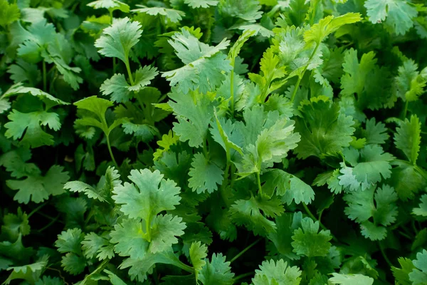 Bio grüner Koriander im Gemüsegarten, thailändisches Kraut. — Stockfoto