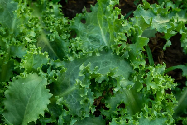 Thai Organic lechuga verde planta vegetal en la granja de jardín para ag —  Fotos de Stock