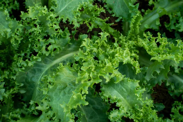Thailändische Bio-Salat Gemüsepflanze in Gartenbauernhof für ag — Stockfoto