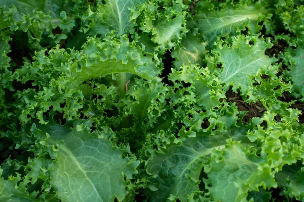 Тайська органічна зелена салат рослинного заводу в саду ферми для AG — стокове фото