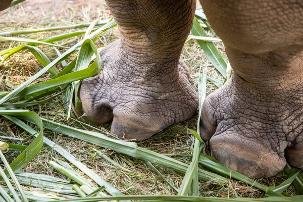 Closeup image big foot of elephant asia in the thailand.