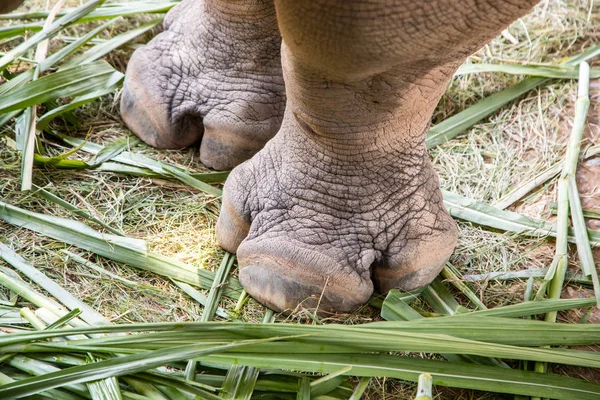 Closeup image big foot of elephant asia in the thailand.