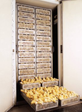 Bebek tavuk kuluçka