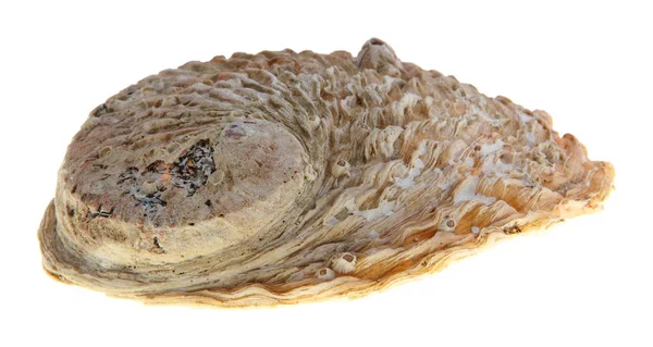 Studio shot oester schelp — Stockfoto